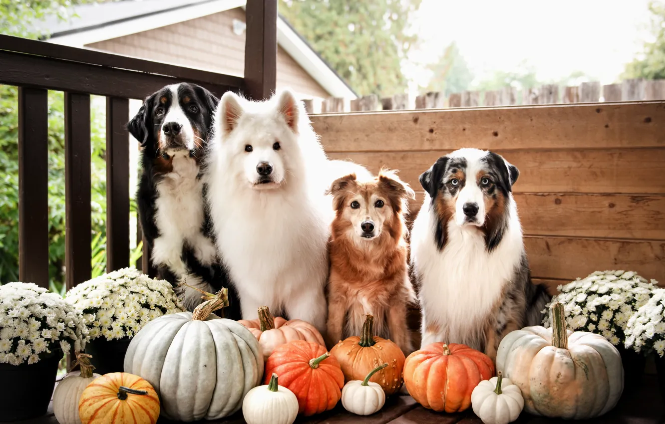Photo wallpaper pose, look, dog, face, Samoyed