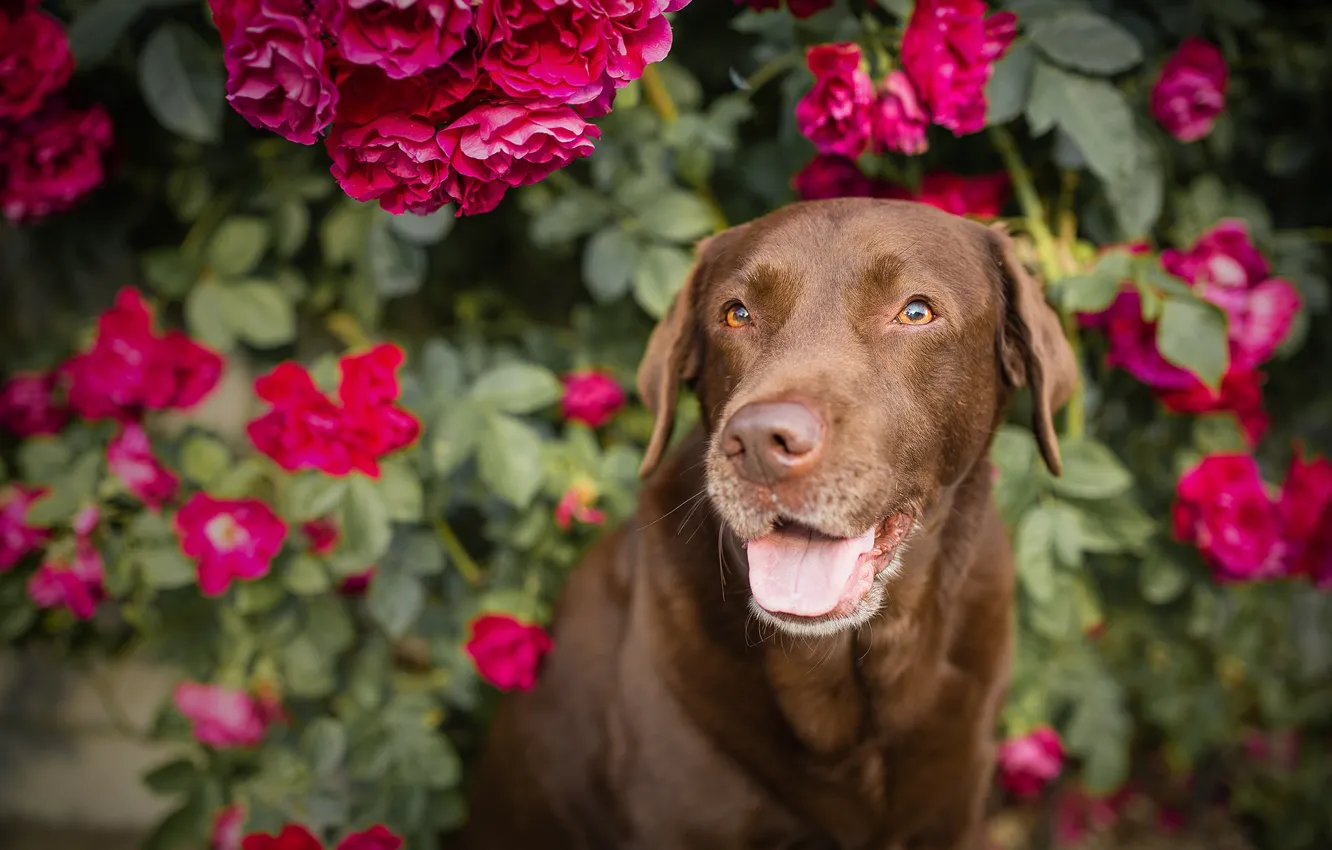 Photo wallpaper flowers, roses, dog, rose Bush