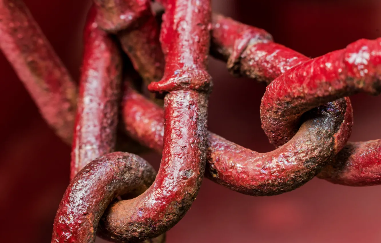 Photo wallpaper macro, color, chain