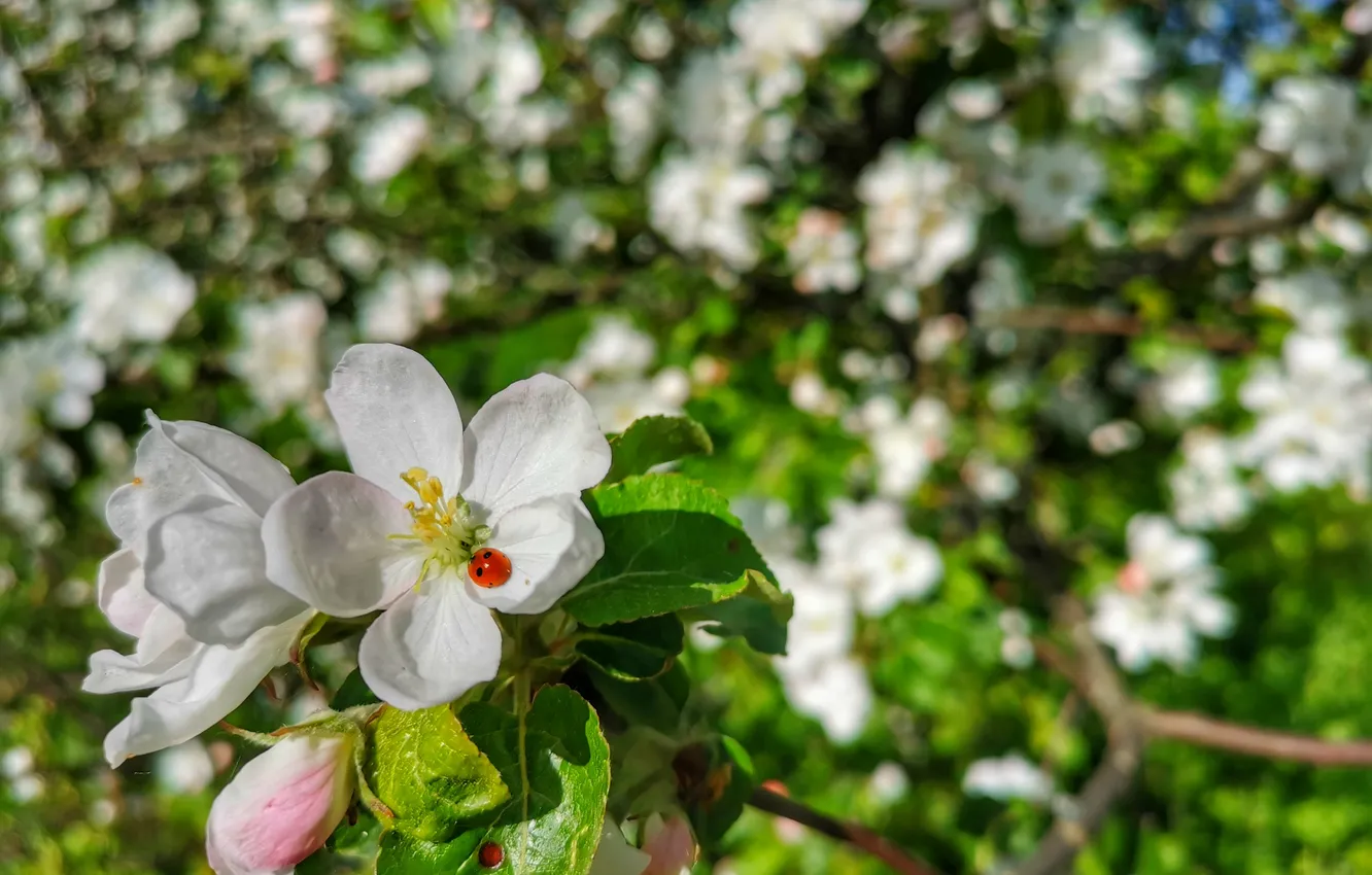 Photo wallpaper the sky, flowers, ladybug, spring, Apple