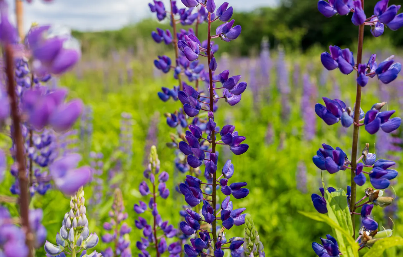 Photo wallpaper field, summer, flowers, meadow, lilac, lupins