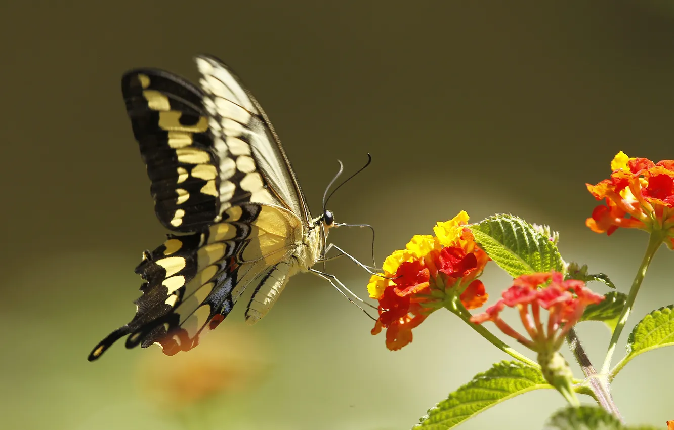 Photo wallpaper flowers, nature, butterfly, plant, wings, moth