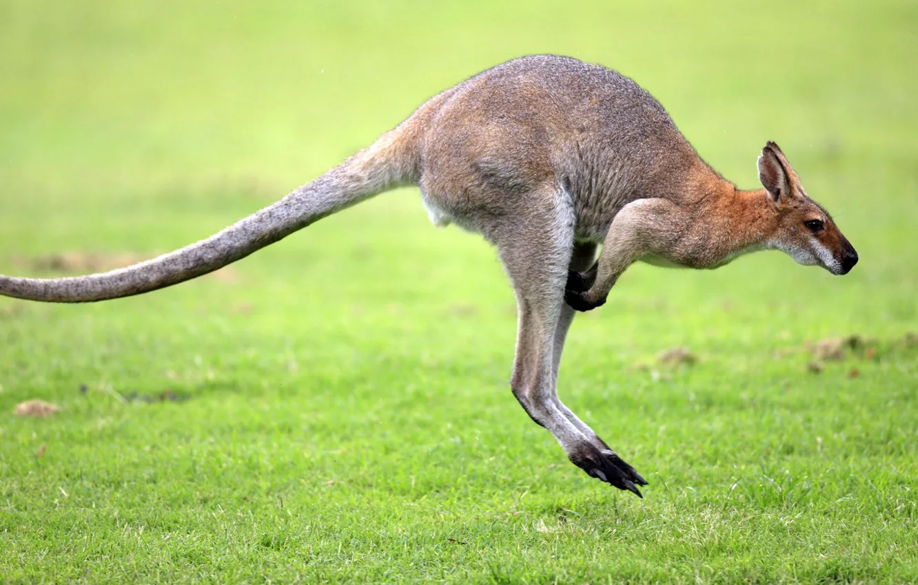 Photo wallpaper field, grass, green, background, jump, plain, paws, kangaroo