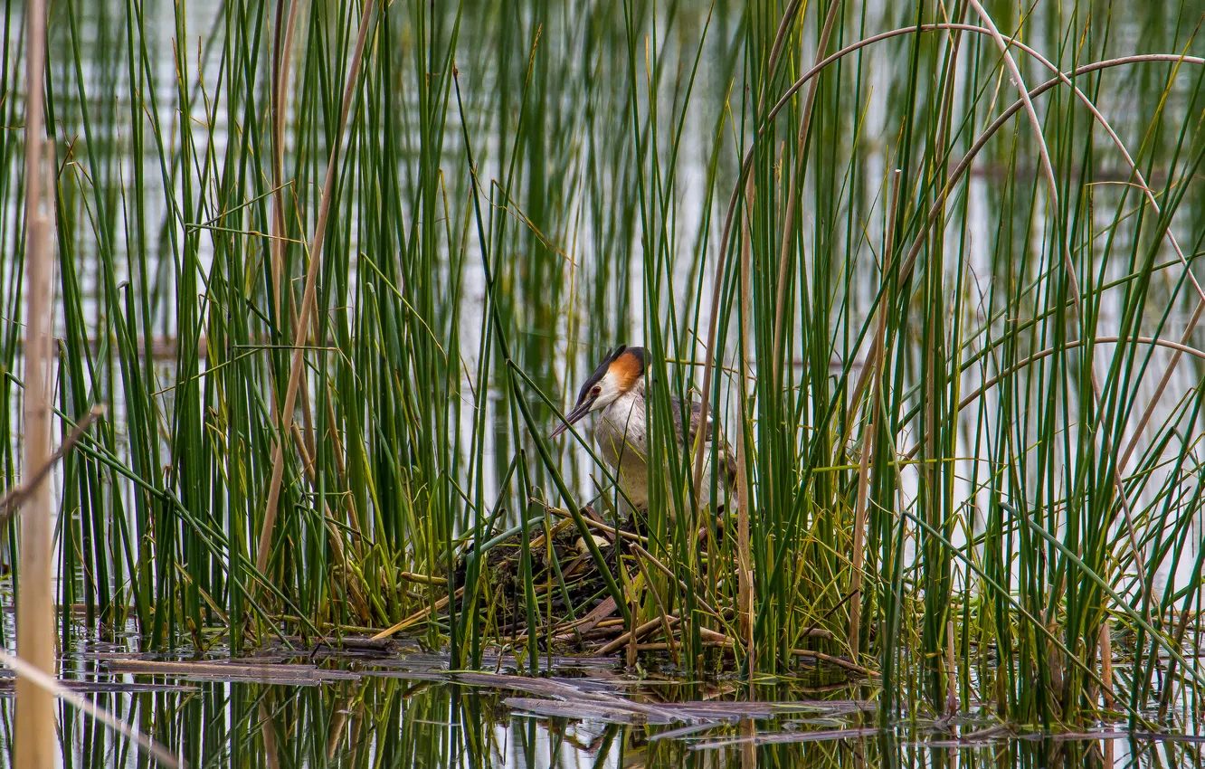 Photo wallpaper lake, bird, socket, The great crested grebe, photohunt
