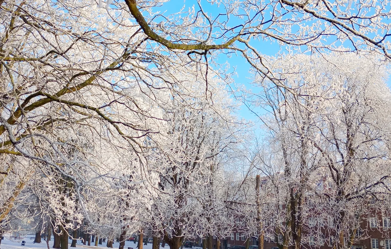 Photo wallpaper winter, tree, cold, frost, twig