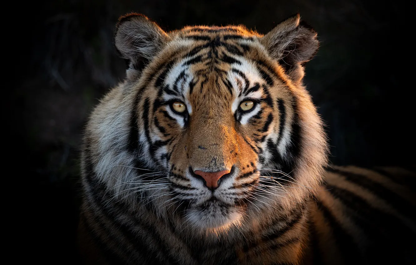 Photo wallpaper tiger, head, feline