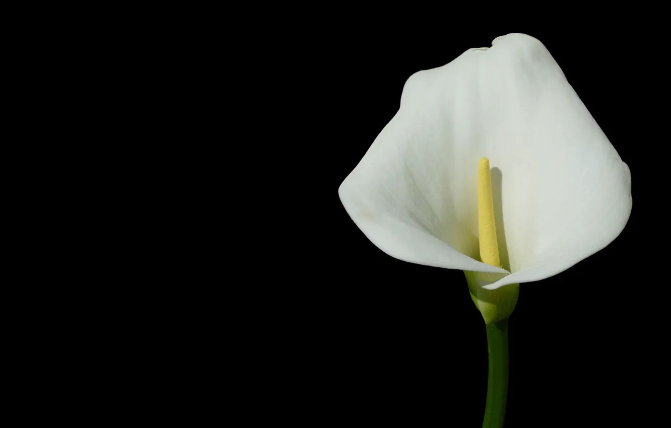 Photo wallpaper flower, the dark background, Calla