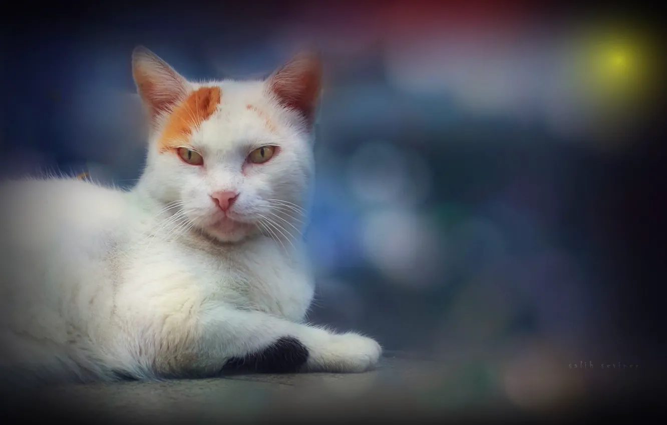 Photo wallpaper cat, white, look, background, muzzle