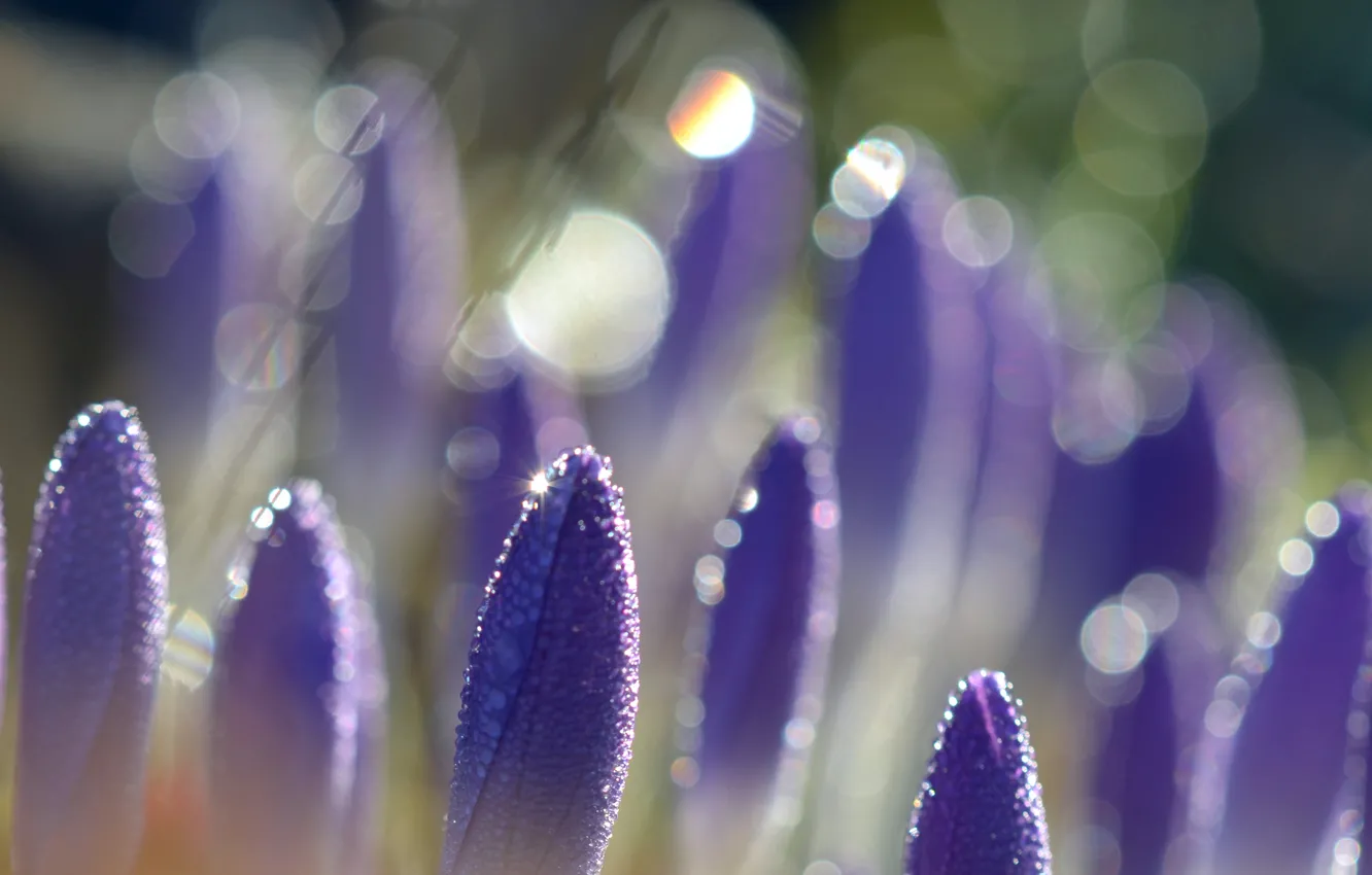 Photo wallpaper macro, flowers, droplets, Rosa, glare, petals, blur, purple