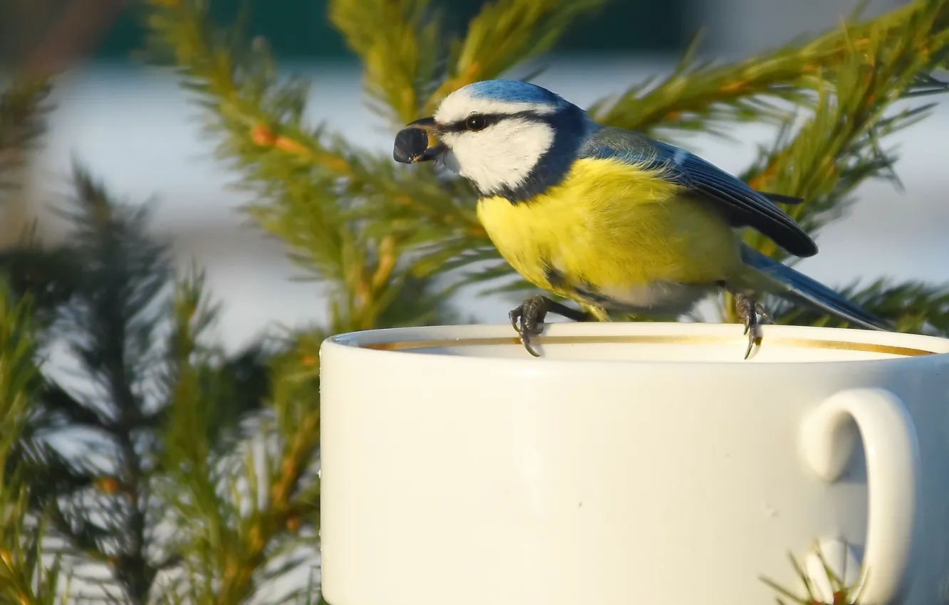 Photo wallpaper winter, nature, bird, blue tit