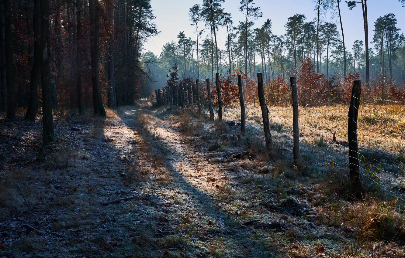 Photo wallpaper road, forest, the fence