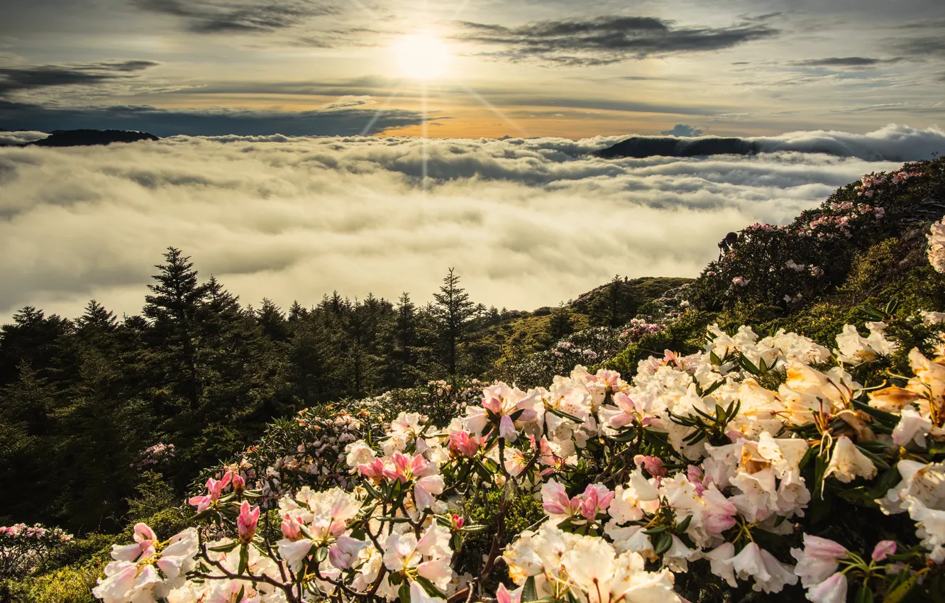 Photo wallpaper forest, summer, the sun, clouds, rays, light, flowers, mountains