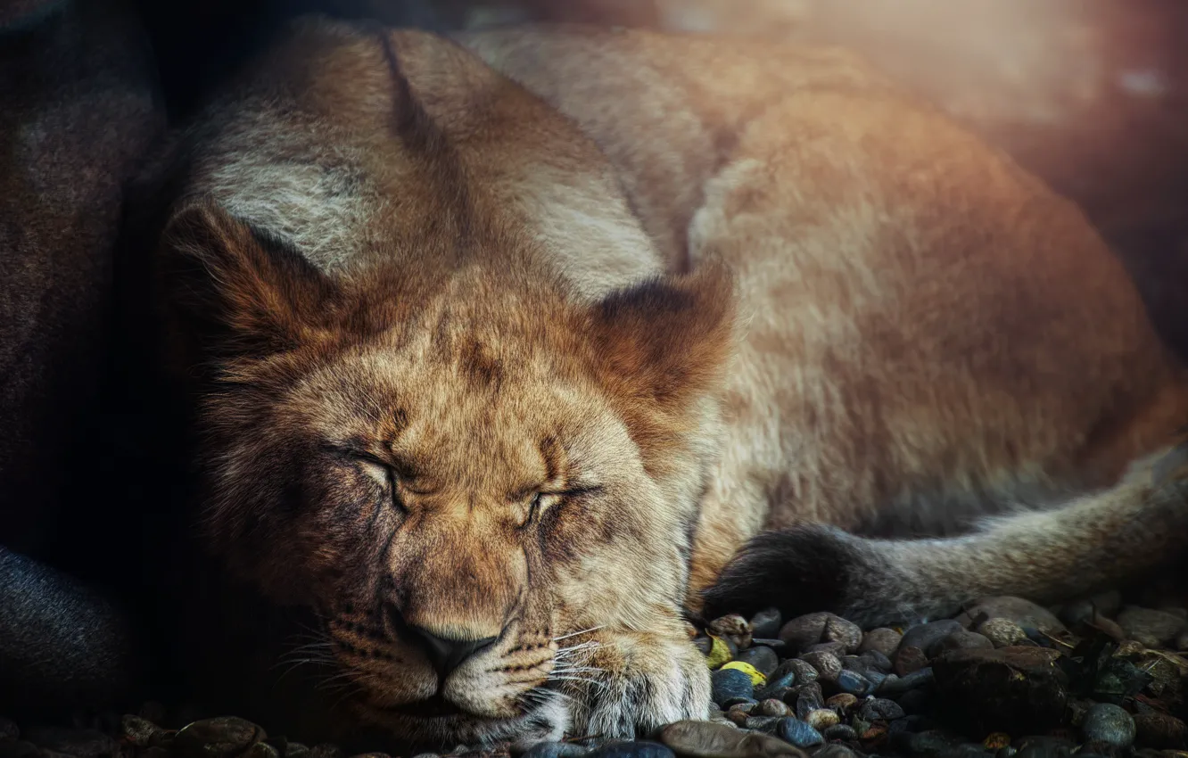 Photo wallpaper cat, Leo, beast