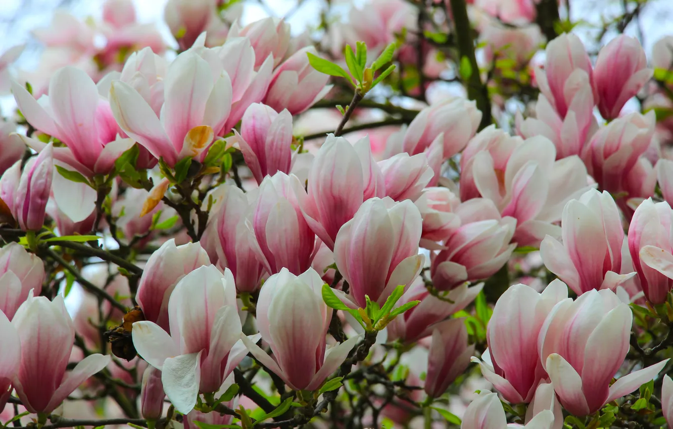Photo wallpaper spring, magnolia, twig