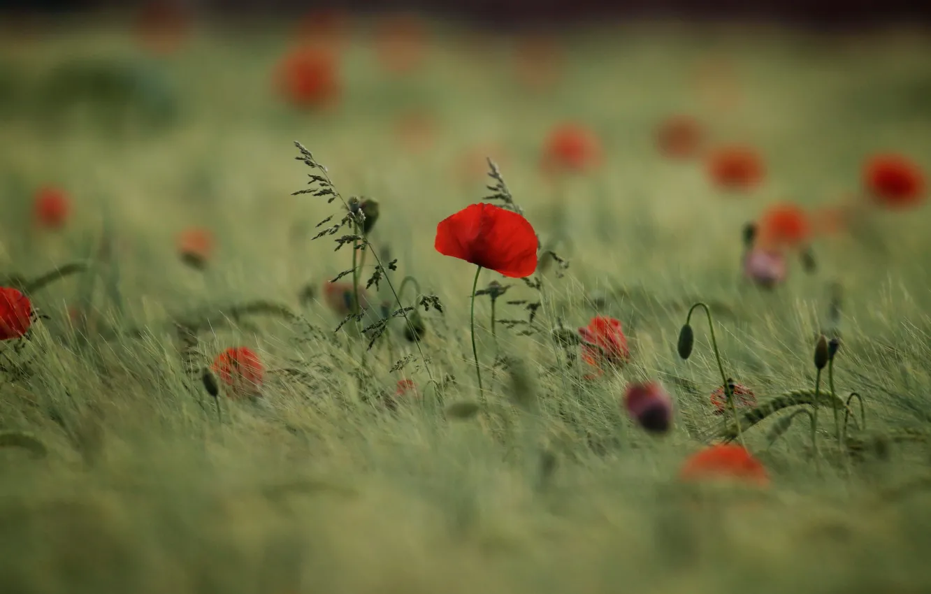 Photo wallpaper field, summer, flowers, red, Mac, rye, Maki, blur