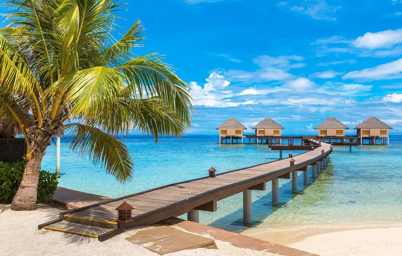 Photo wallpaper palm trees, The Maldives, sea, Bungalow, track