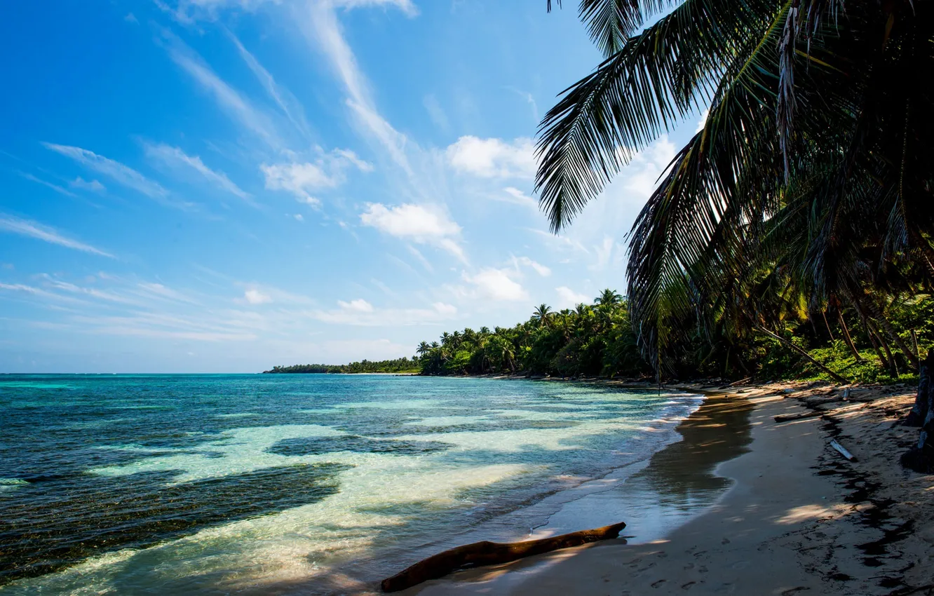 Photo wallpaper sand, sea, beach, tropics, palm trees, branch