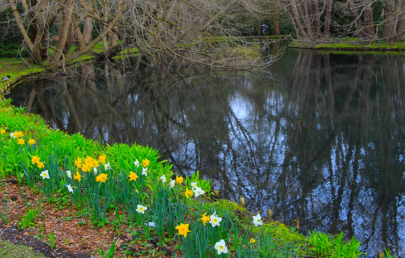 Photo wallpaper flower, water, park, lake, pond