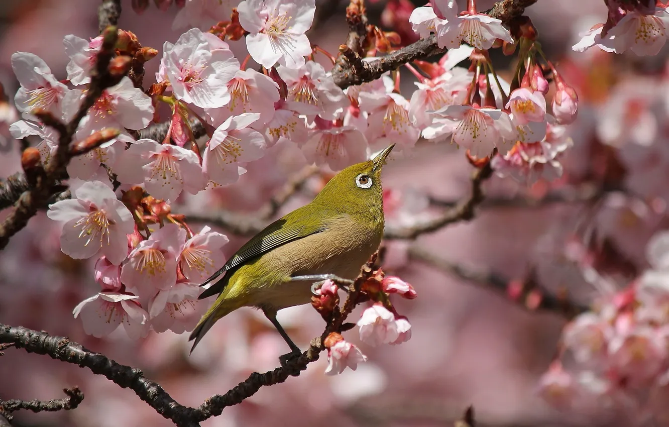 Photo wallpaper flowers, bokeh, bird, flowering, branches, spring