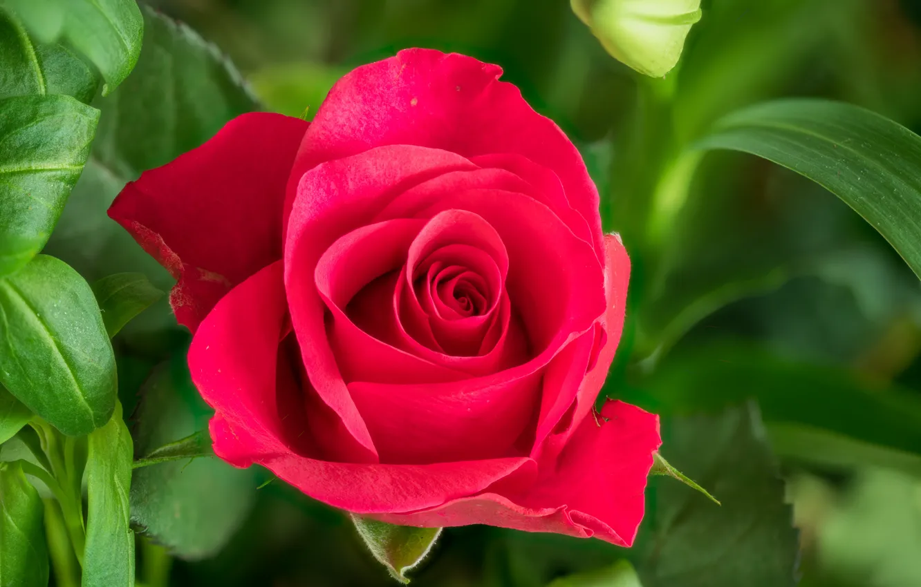 Photo wallpaper greens, leaves, macro, roses, buds