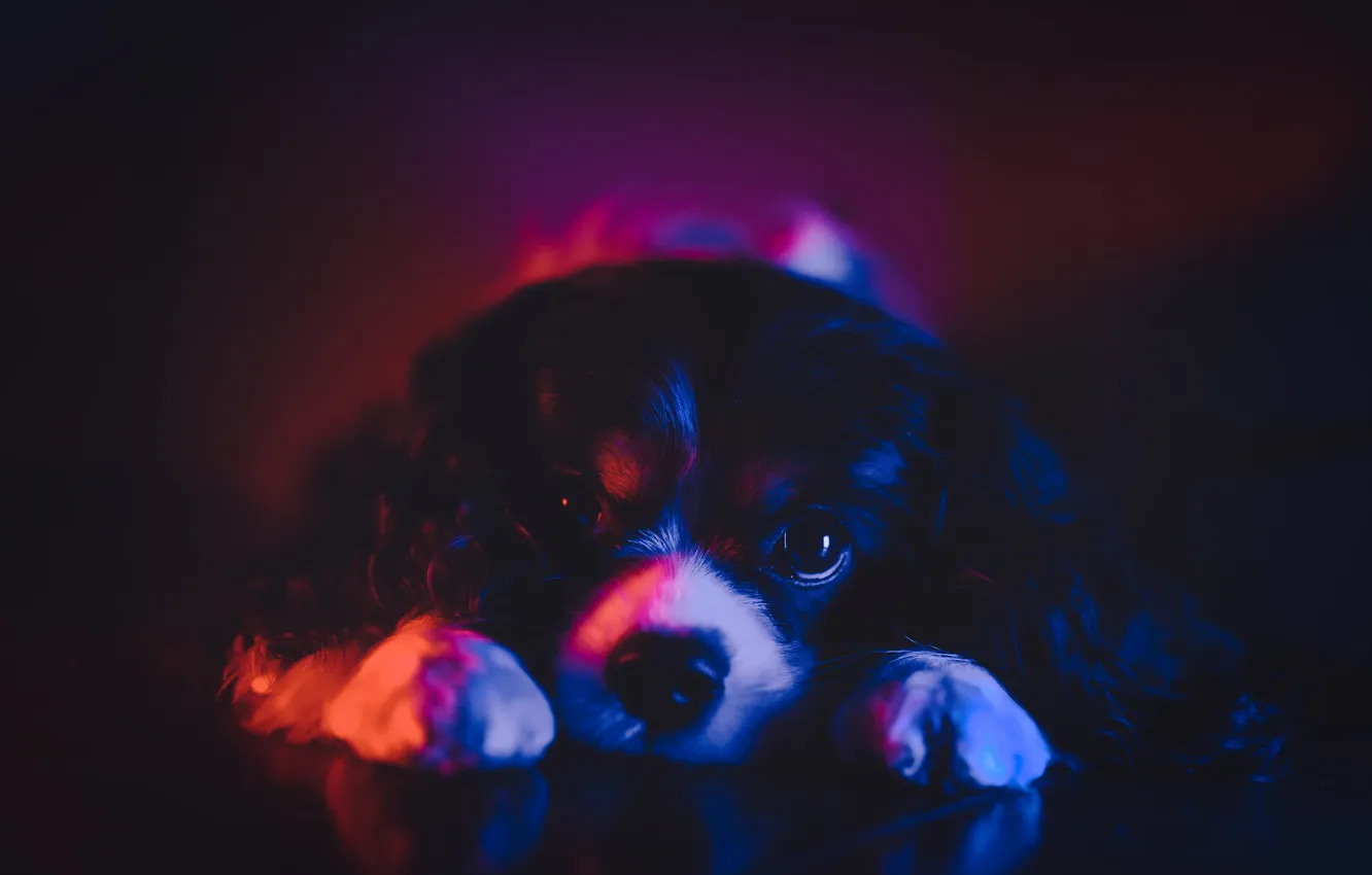 Photo wallpaper dog, puppy, lady