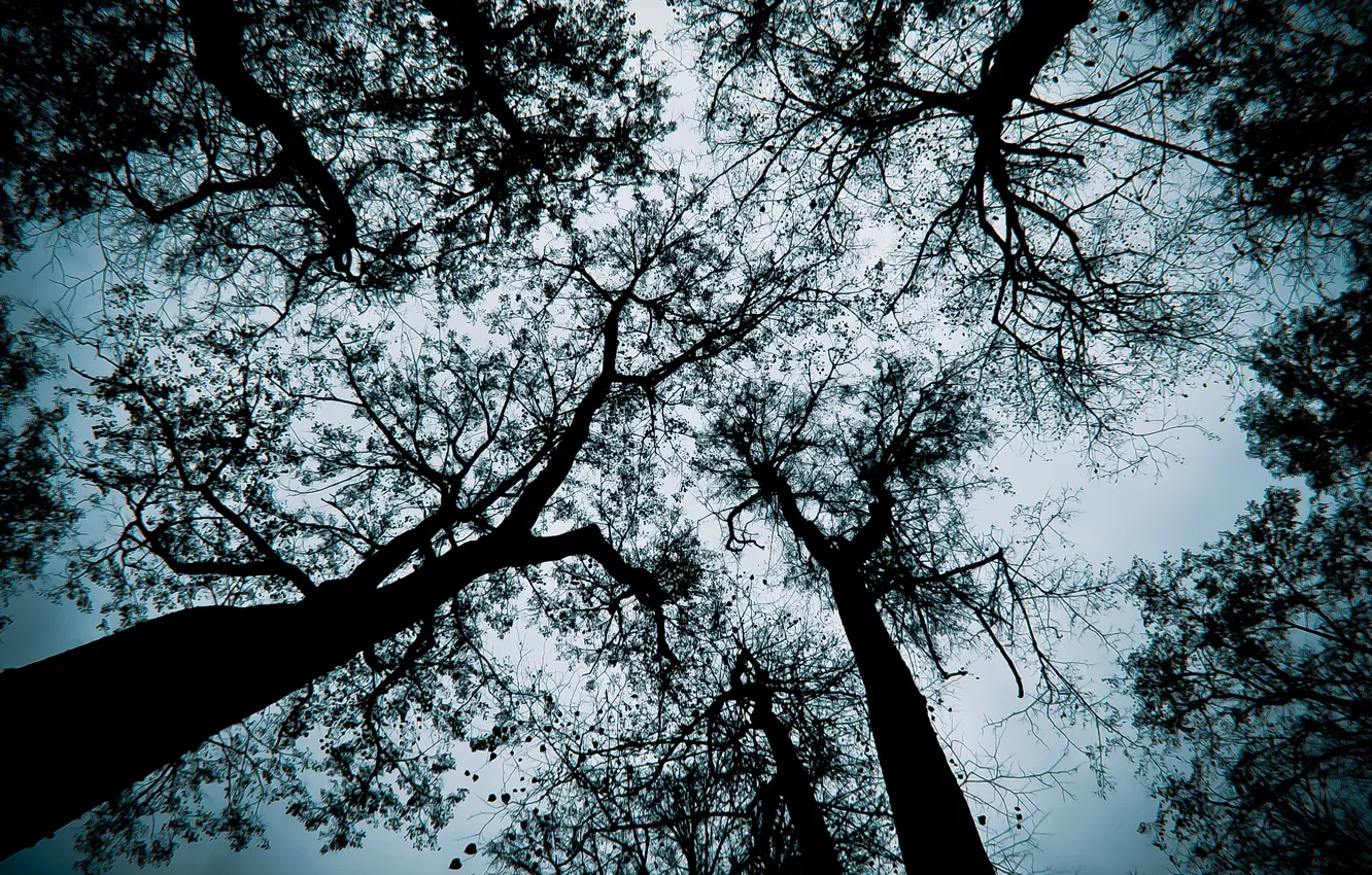 Photo wallpaper trees, branches, black, the gray sky, dark forest, the autumn sky, Spasskoye Lutovinovo