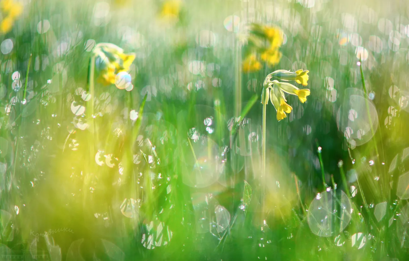 Photo wallpaper greens, spring, primrose, bokeh