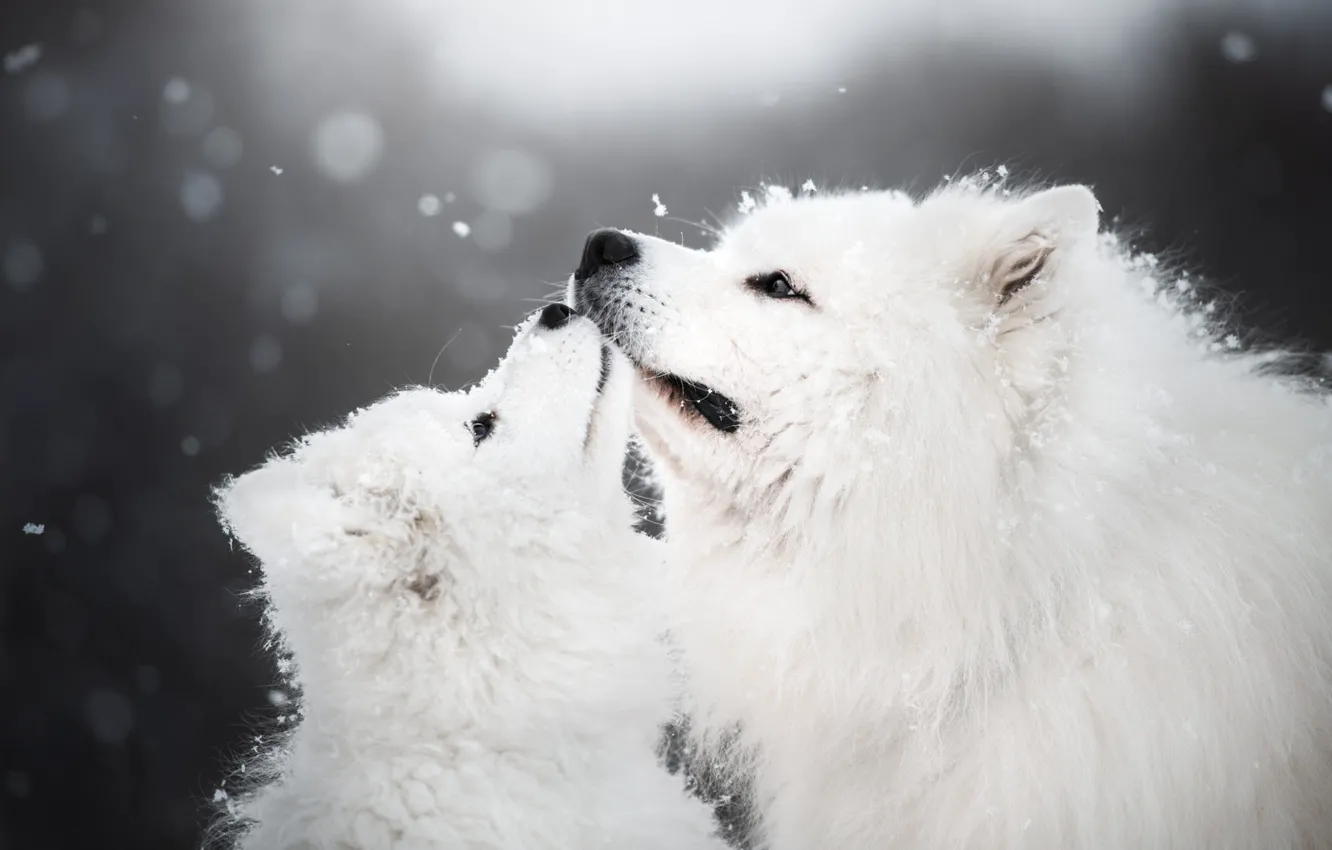 Photo wallpaper winter, animals, dogs, snow, puppy, cub, Samoyed