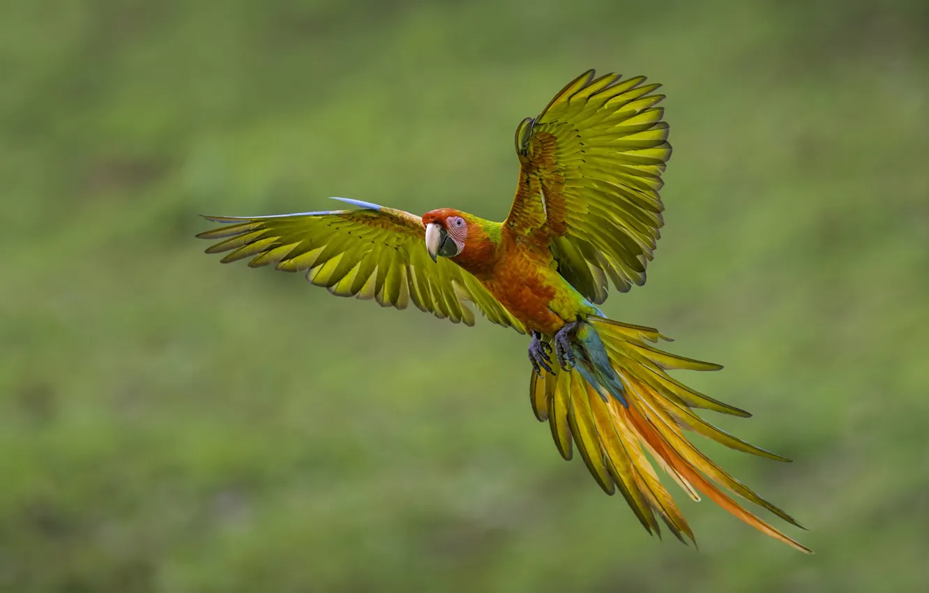 Photo wallpaper flight, wings, feathers, parrot, tail, Ara