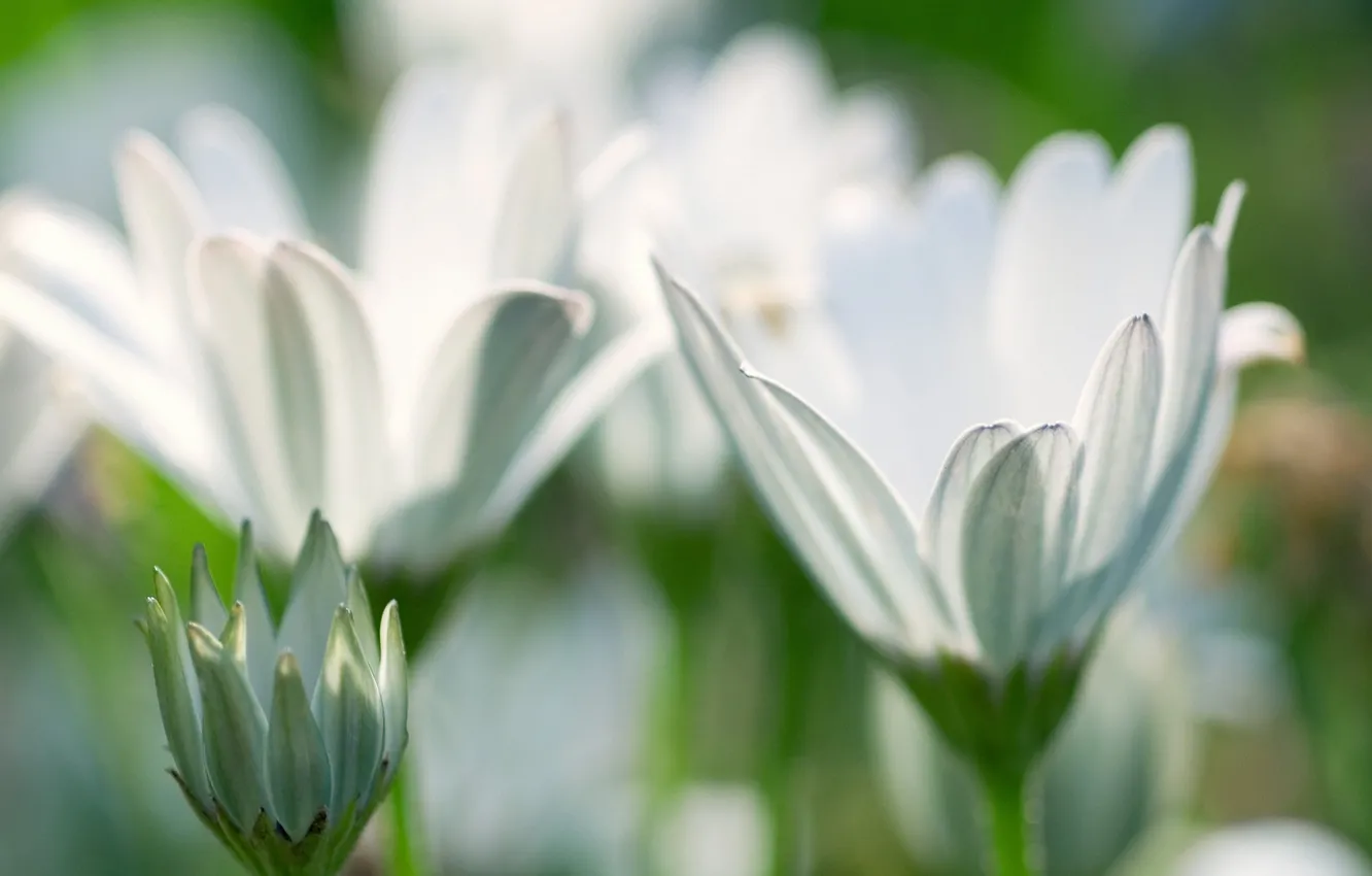 Photo wallpaper flowers, tenderness, petals, bokeh