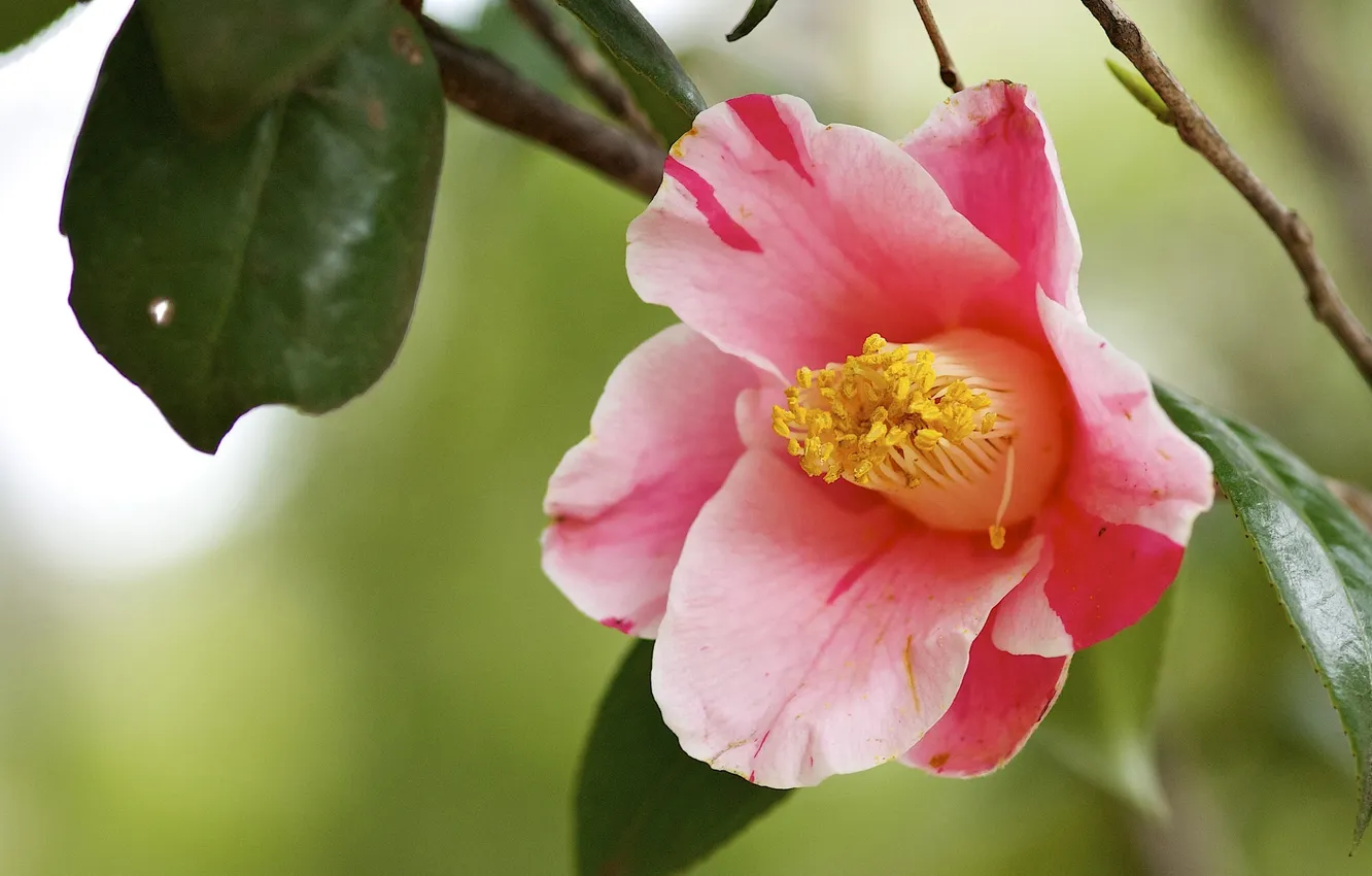 Photo wallpaper leaves, macro, Camellia