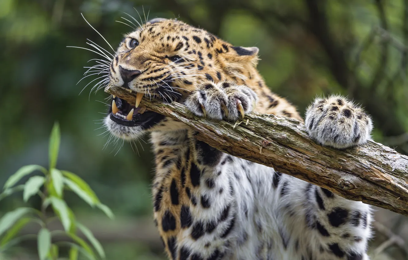 Photo wallpaper cat, leopard, log, Amur, ©Tambako The Jaguar