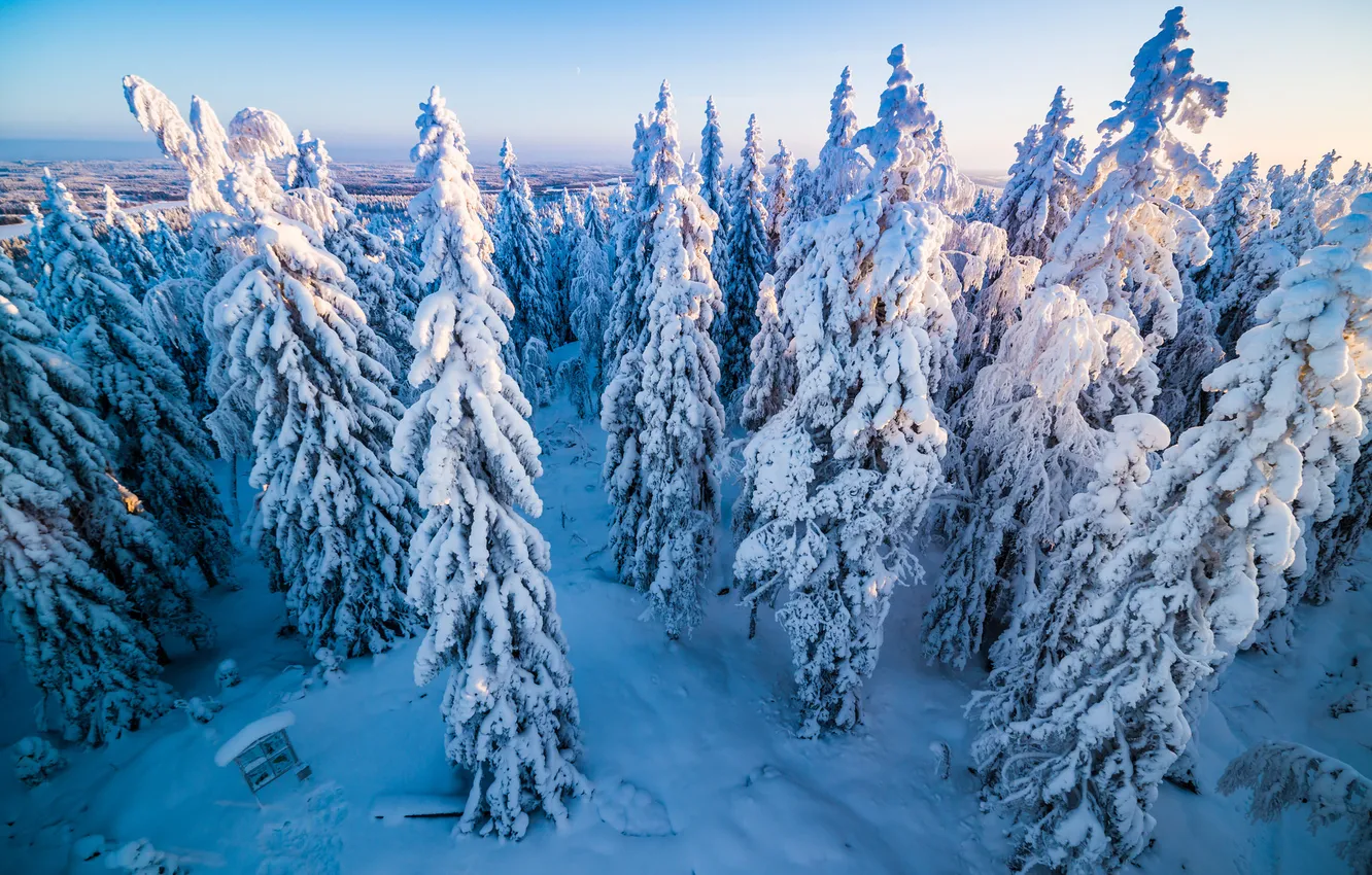 Photo wallpaper winter, forest, snow