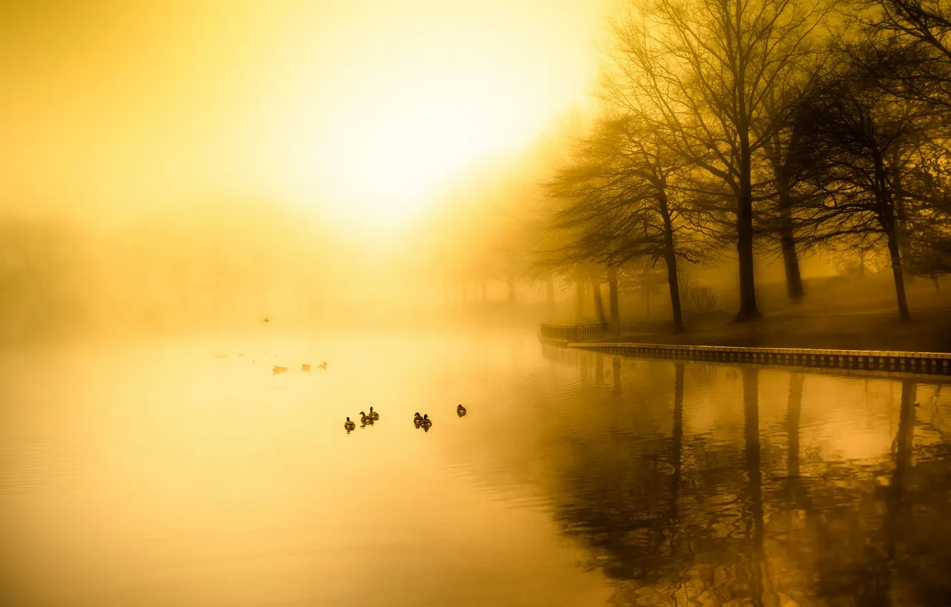 Photo wallpaper lake, morning, fog
