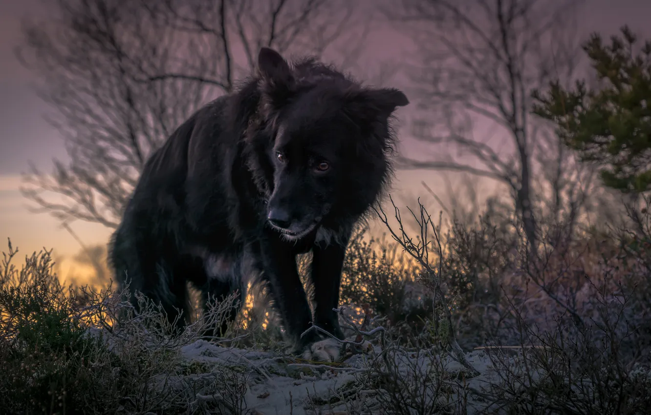 Photo wallpaper winter, look, each, dog