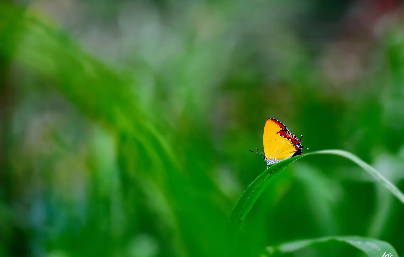 Photo wallpaper greens, grass, yellow, butterfly, focus, a blade of grass