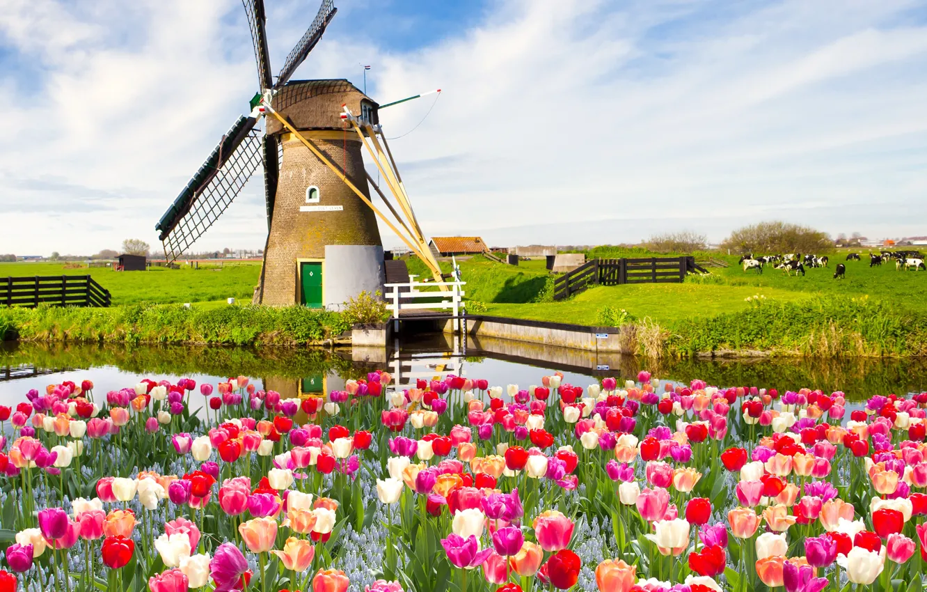 Photo wallpaper summer, flowers, pond, mill, tulips, tulips, mill