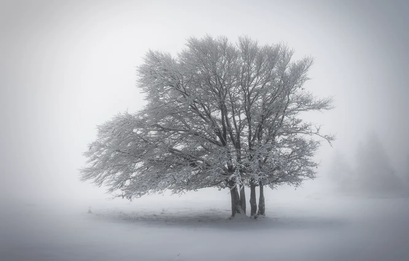 Photo wallpaper winter, snow, trees, nature, fog