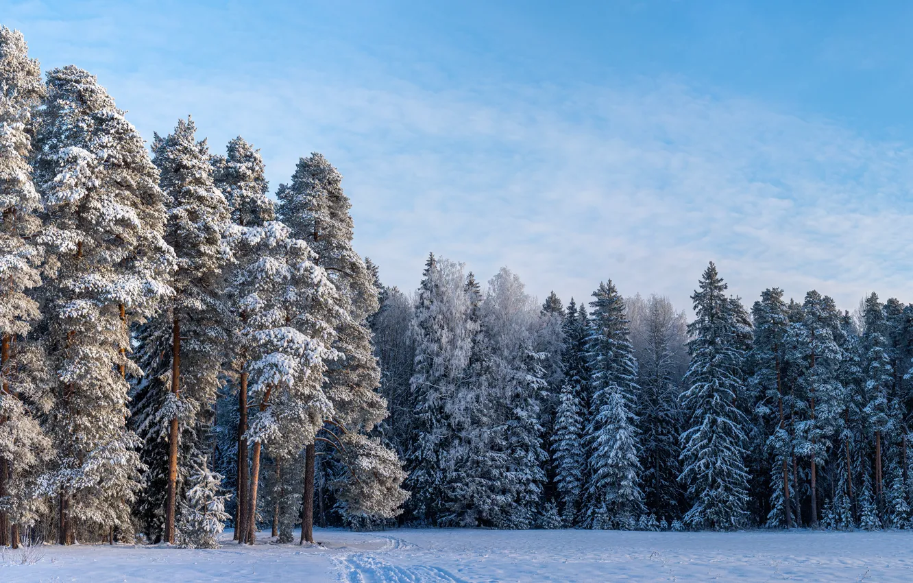 Photo wallpaper forest, the sun, snow, dual screen, frost., dual screen