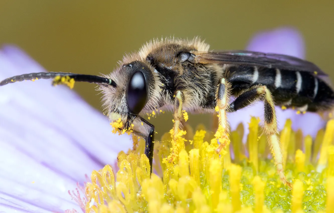 Photo wallpaper flower, eyes, macro, yellow, bee, background, pollen, muzzle