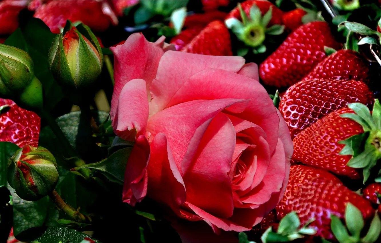 Photo wallpaper berries, rose, strawberry