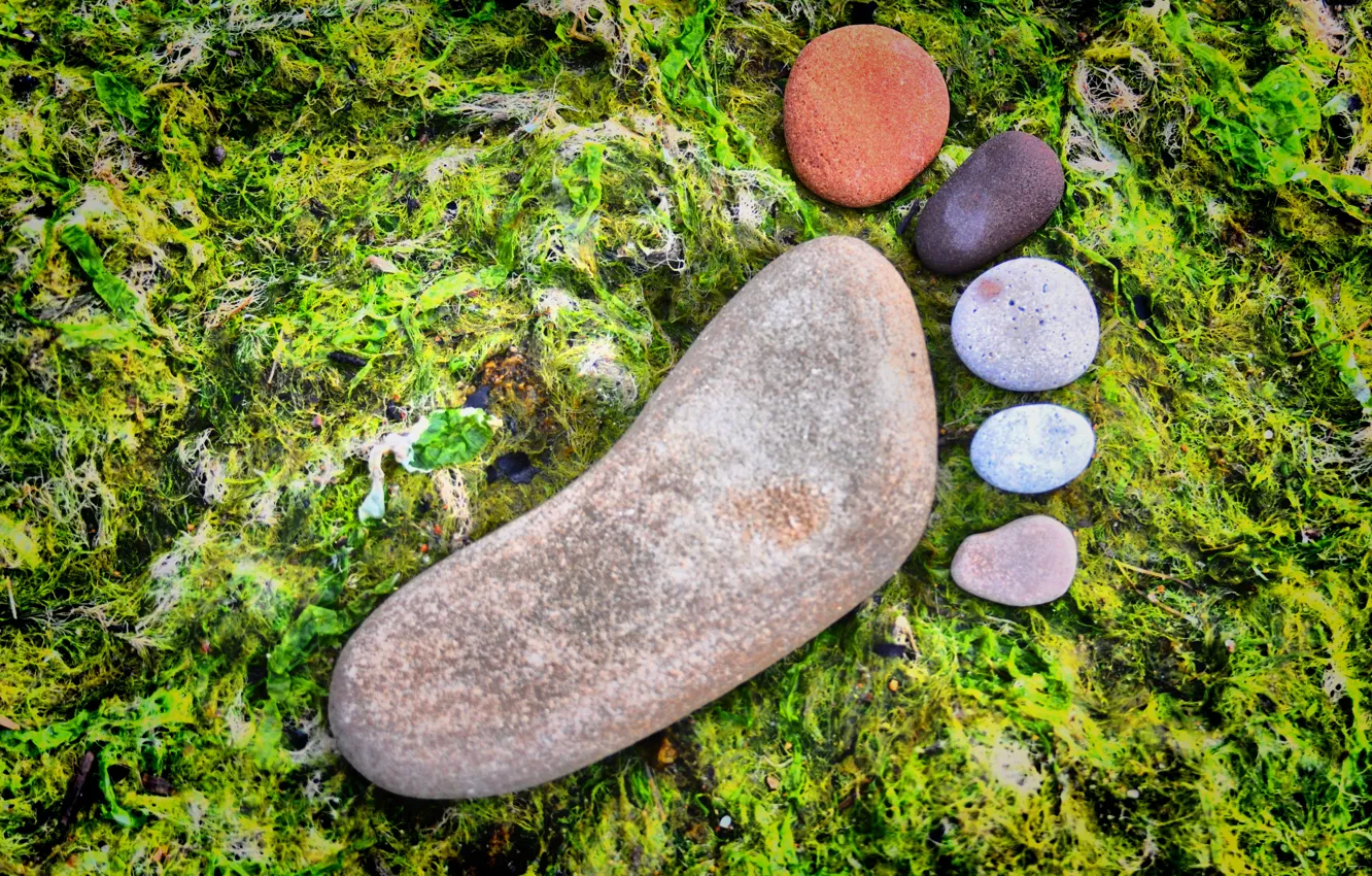 Photo wallpaper stones, moss, colorful, foot
