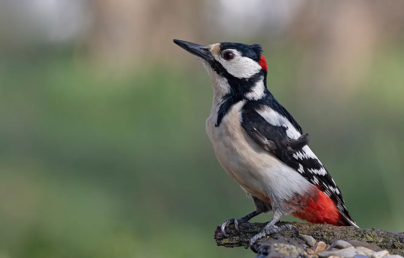 Photo wallpaper bird, woodpecker, snag
