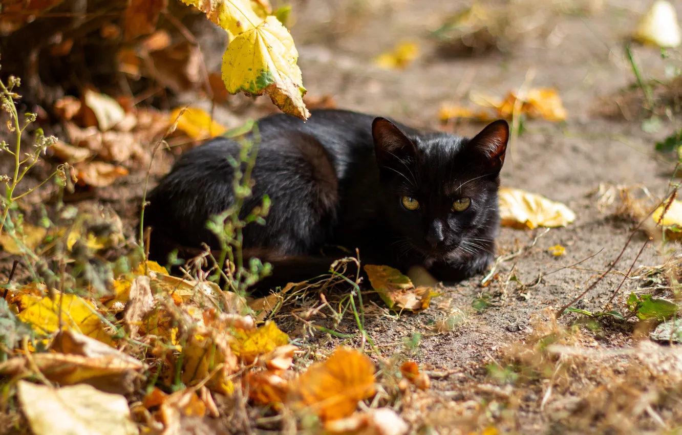 Photo wallpaper autumn, cat, cat, look, face, leaves, light, black