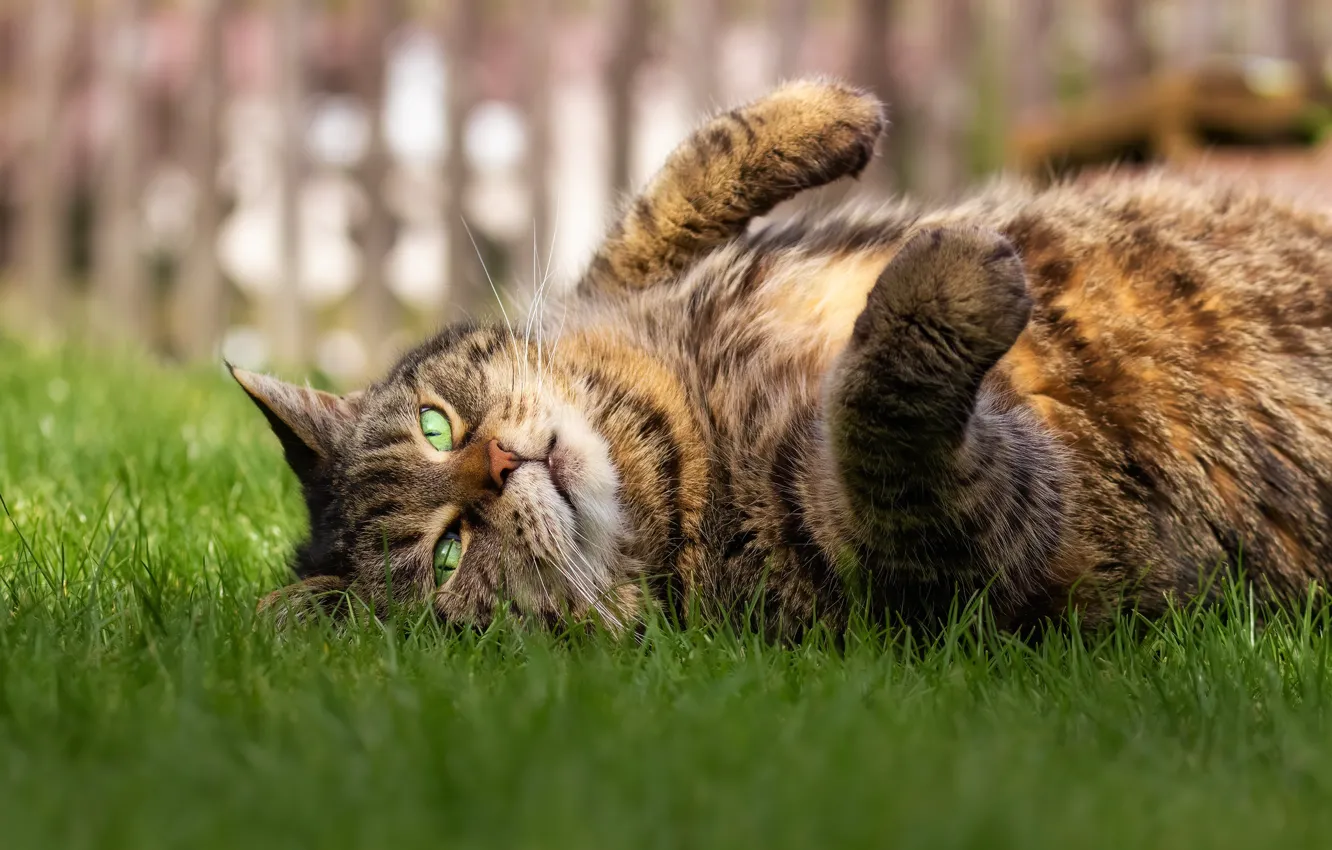 Photo wallpaper cat, eyes, pose, lies
