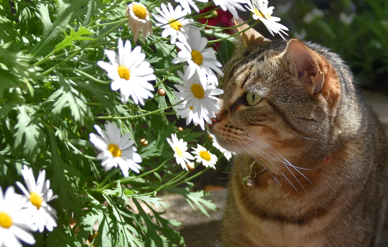 Photo wallpaper cat, summer, cat, face, flowers, grey, portrait, chamomile