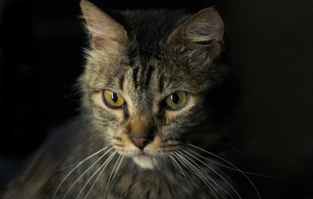 Photo wallpaper cat, look, grey, polosaty