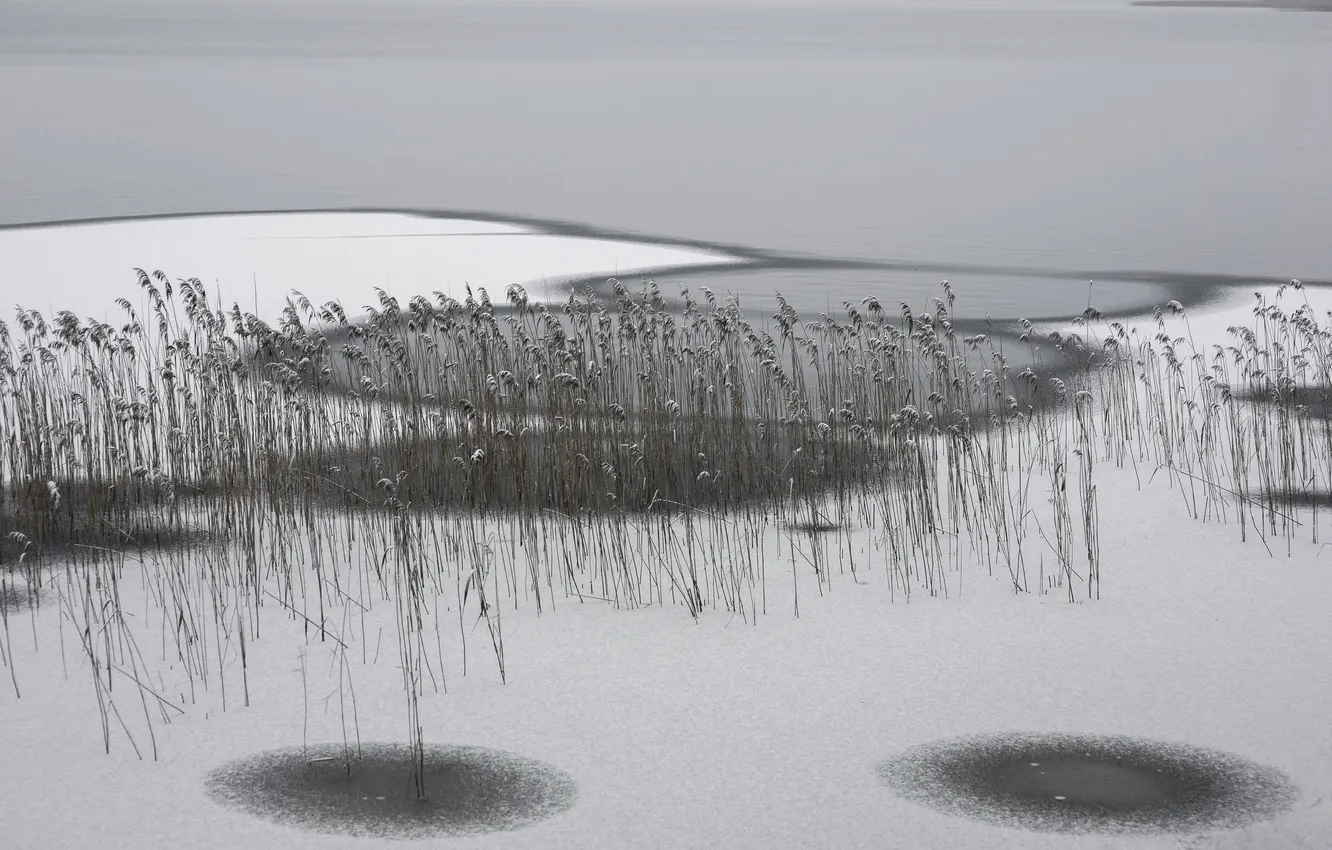 Photo wallpaper ice, winter, reed