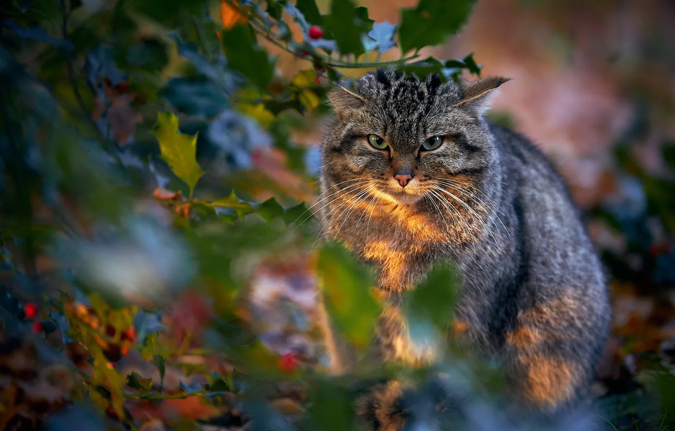 Photo wallpaper look, leaves, wild cat, wildcat