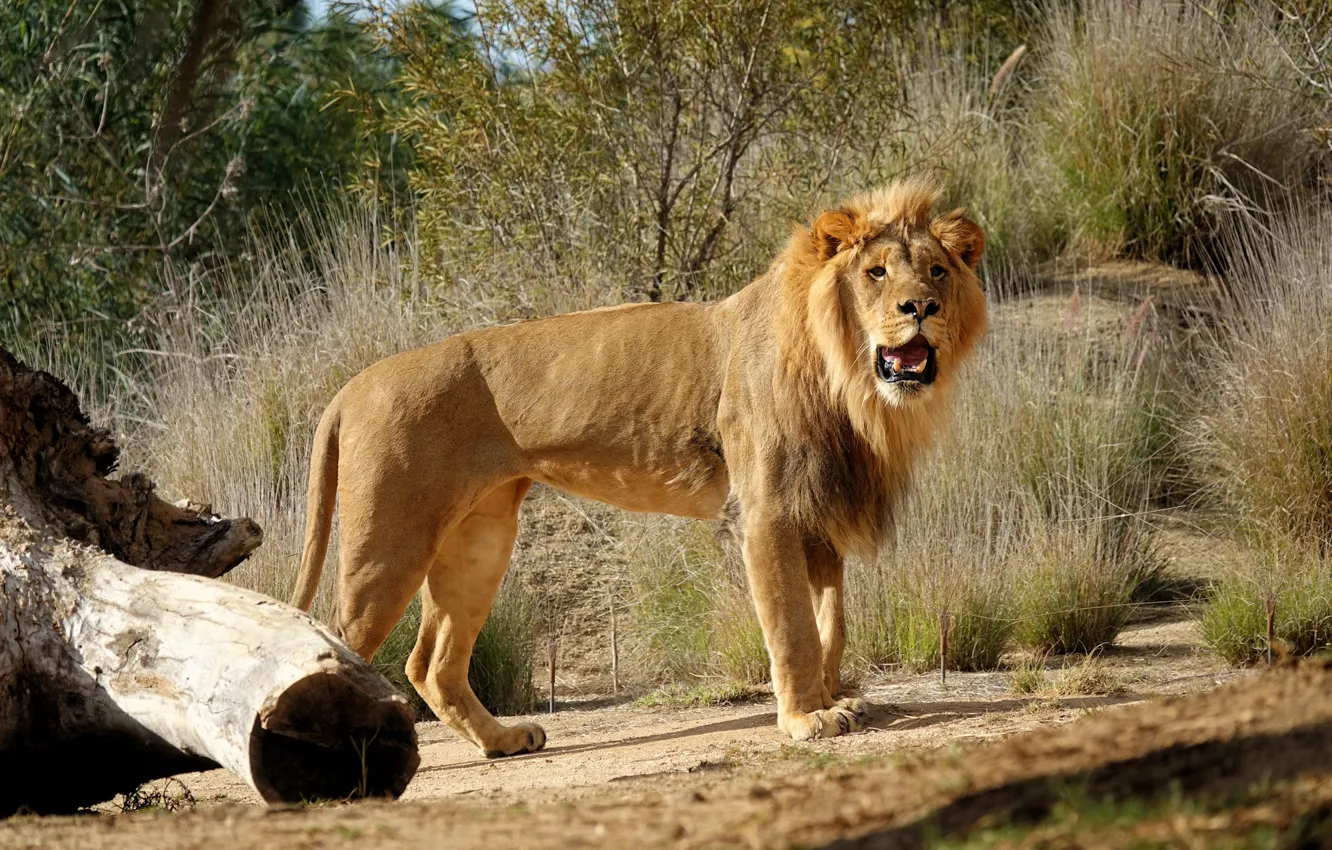 Photo wallpaper look, branches, nature, Leo, mouth, log, is